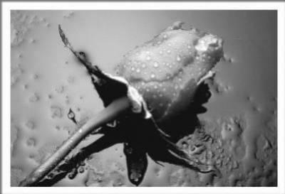 une rose ...